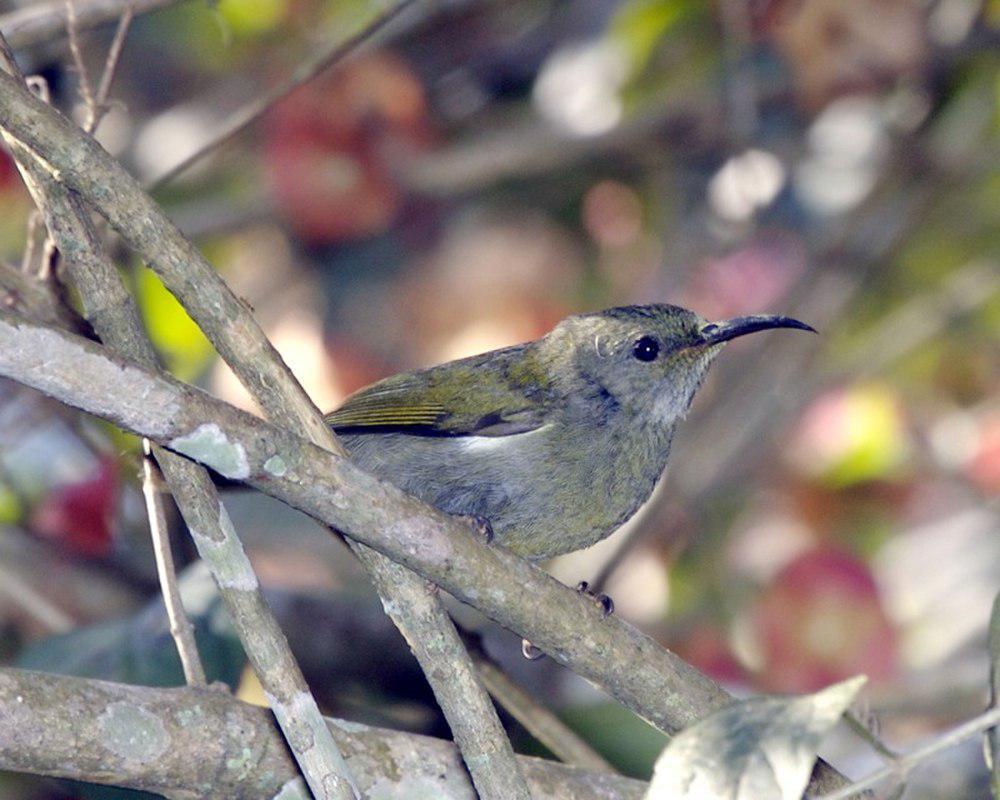 白胁太阳鸟 / White-flanked Sunbird / Aethopyga eximia