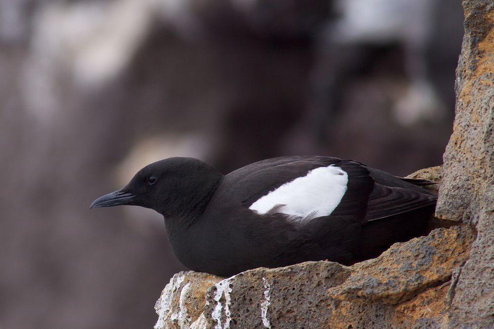 白翅斑海鸽 / Black Guillemot / Cepphus grylle