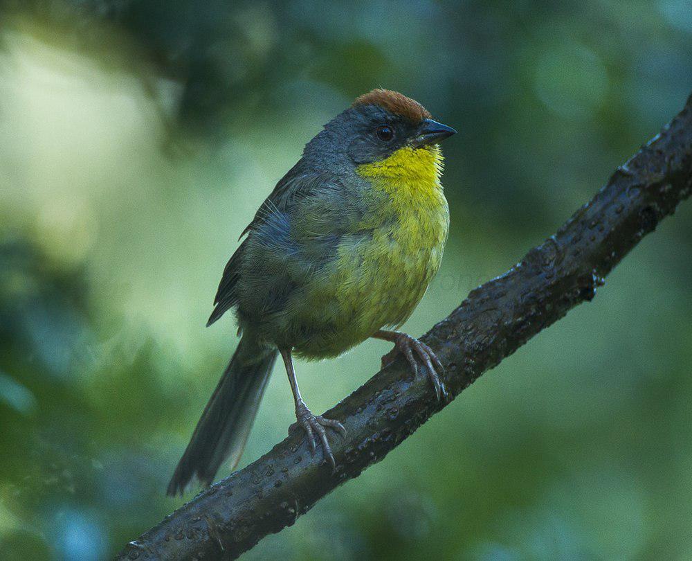 棕顶薮雀 / Rufous-capped Brushfinch / Atlapetes pileatus