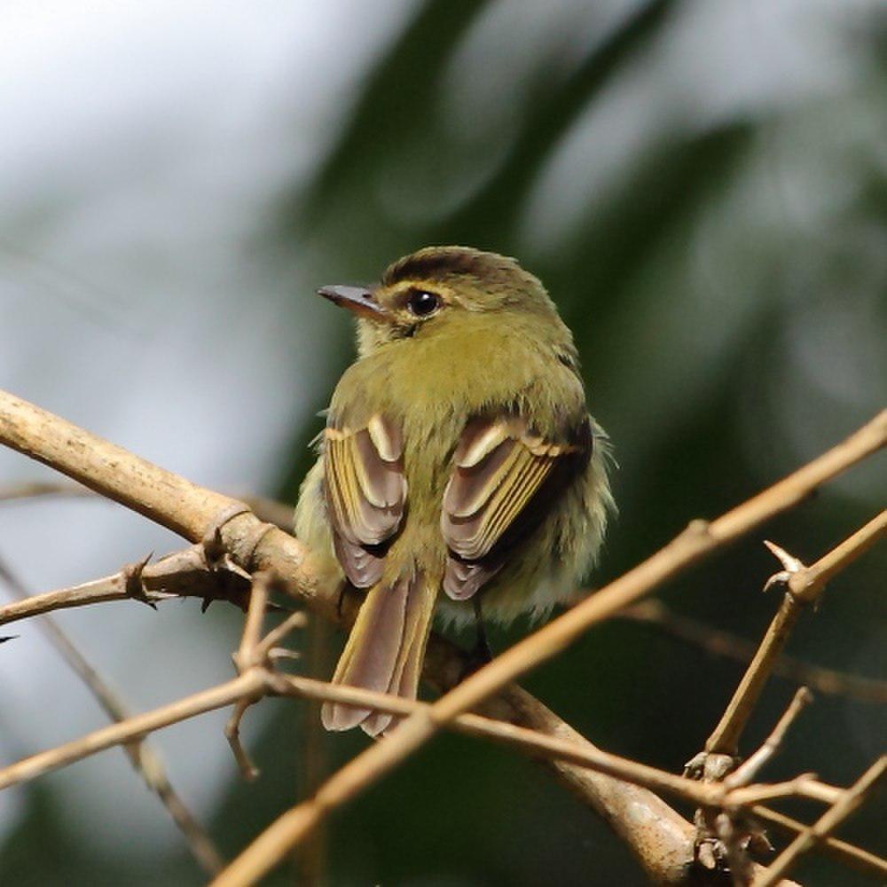 大头扁嘴霸鹟 / Large-headed Flatbill / Ramphotrigon megacephalum