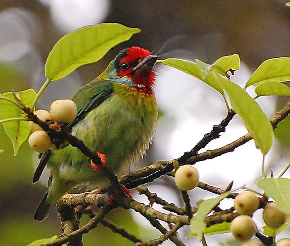 马拉巴拟啄木鸟 / Malabar Barbet / Psilopogon malabaricus