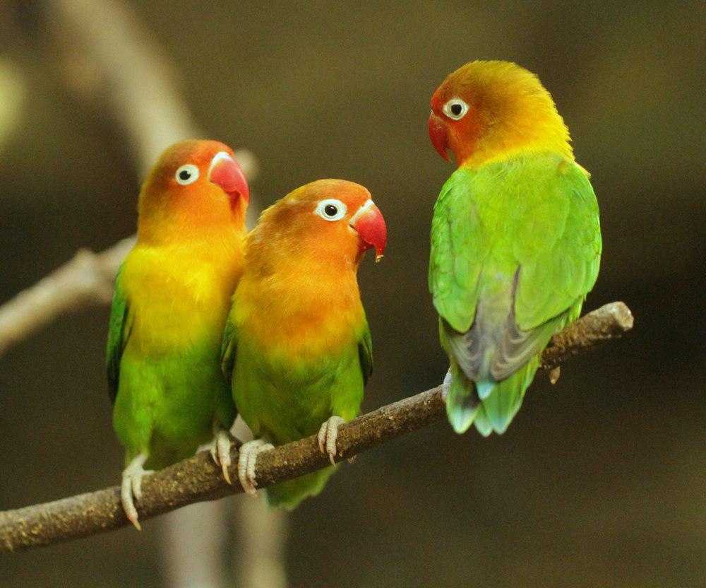 费沙氏情侣鹦鹉 / Fischer\'s Lovebird / Agapornis fischeri