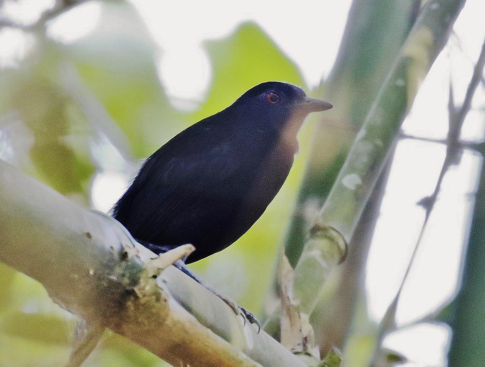 高氏蚁鸟 / Goeldi\'s Antbird / Akletos goeldii