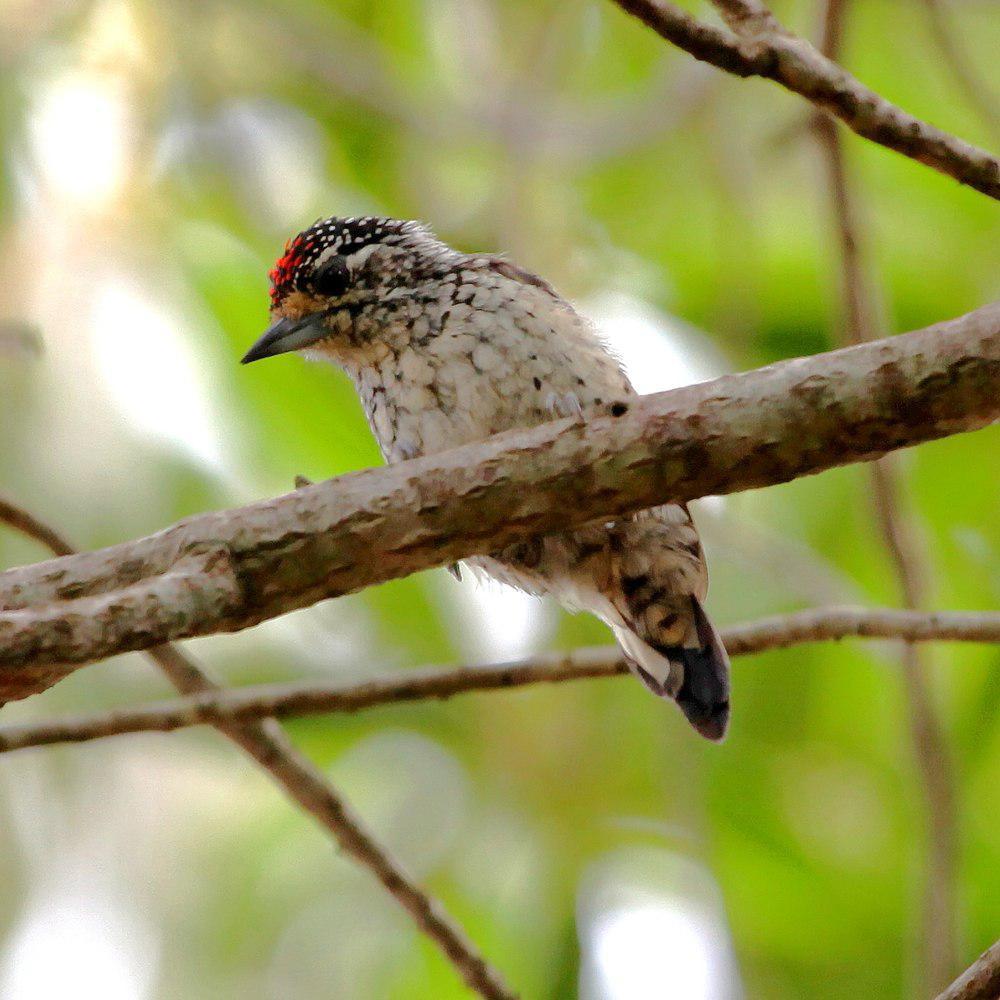 白尾姬啄木鸟 / White-wedged Piculet / Picumnus albosquamatus