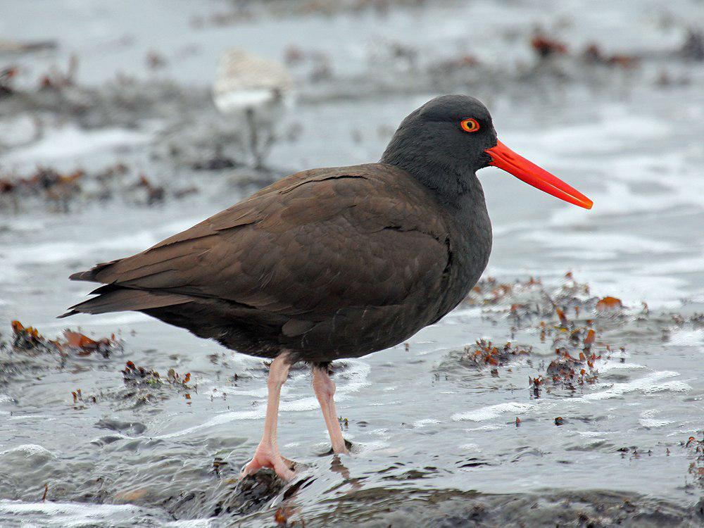 北美蛎鹬 / Black Oystercatcher / Haematopus bachmani