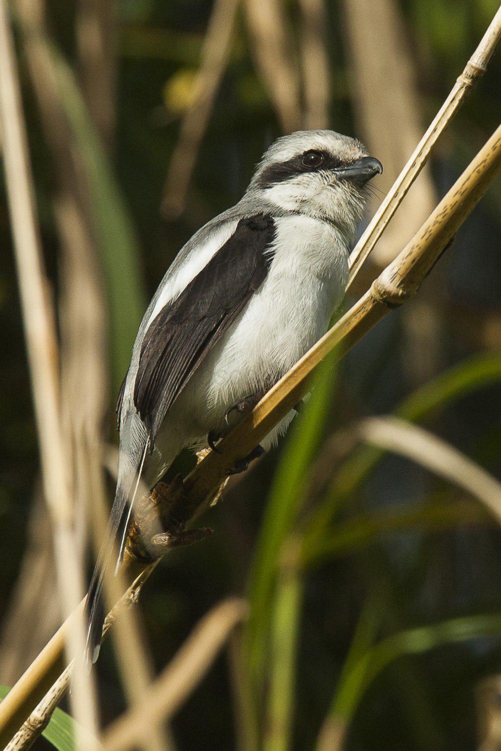 麦氏伯劳 / Mackinnon\'s Shrike / Lanius mackinnoni