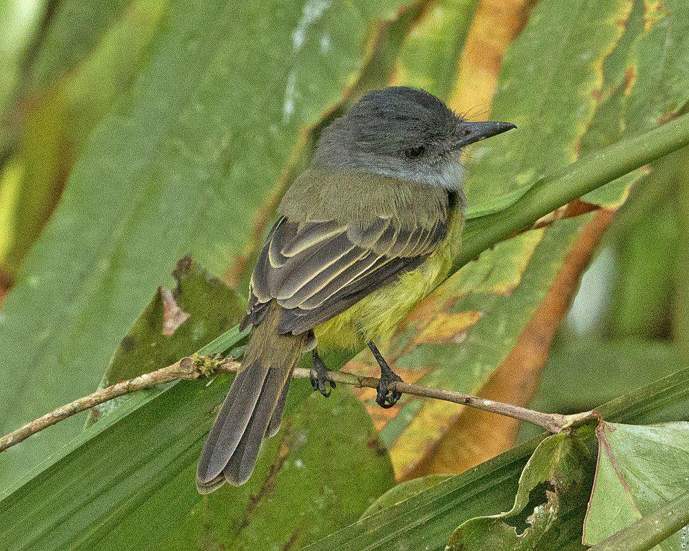 乌冠蝇霸鹟 / Sooty-crowned Flycatcher / Myiarchus phaeocephalus