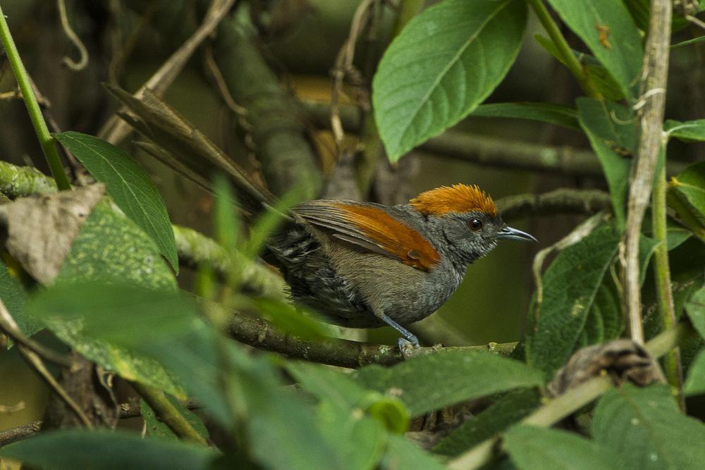 蓝灰针尾雀 / Slaty Spinetail / Synallaxis brachyura