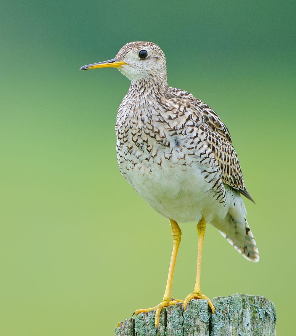 高原鹬 / Upland Sandpiper / Bartramia longicauda