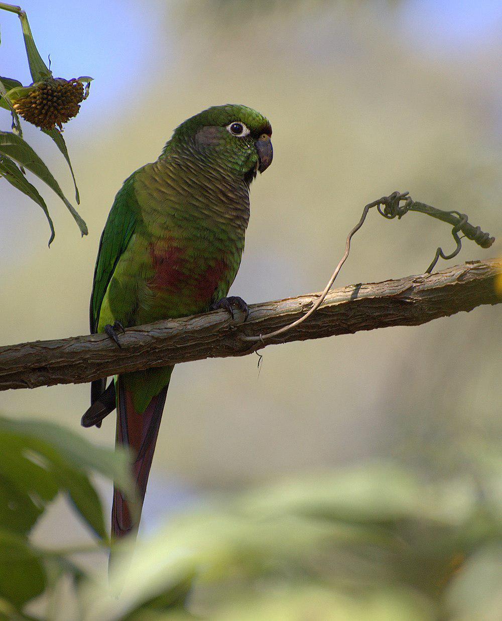 红腹鹦哥 / Maroon-bellied Parakeet / Pyrrhura frontalis