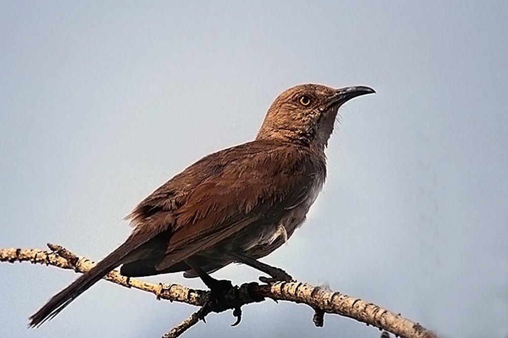 弯嘴嘲鸫 / Curve-billed Thrasher / Toxostoma curvirostre