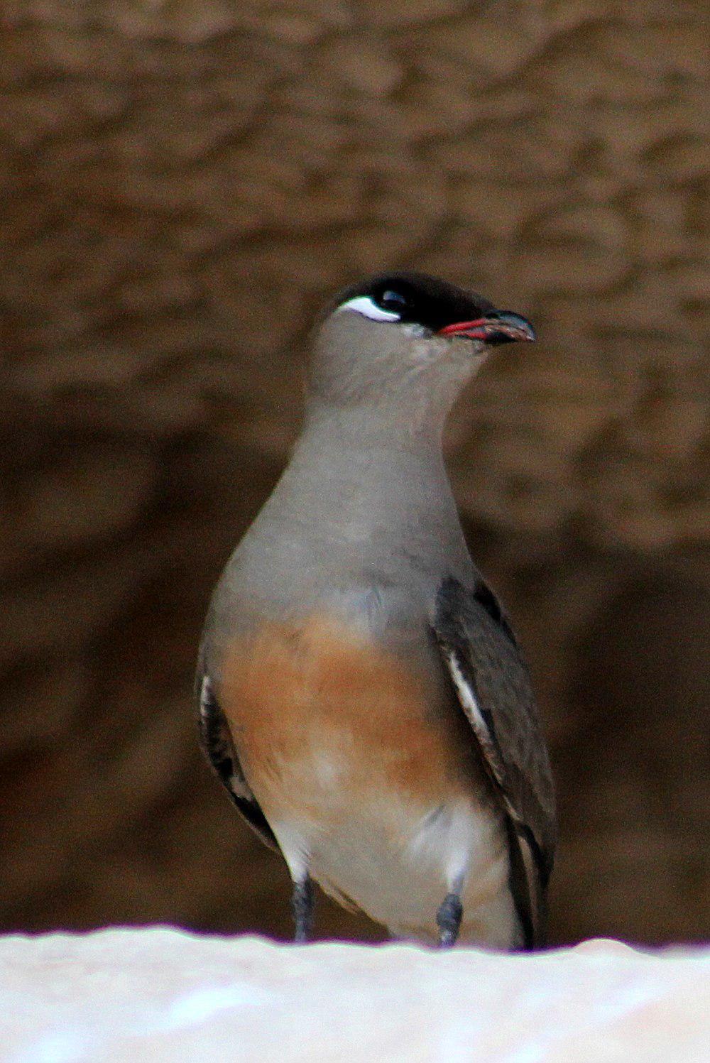 马岛燕鸻 / Madagascan Pratincole / Glareola ocularis