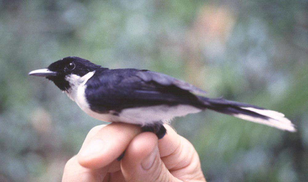 黑颏王鹟 / Black-chinned Monarch / Symposiachrus boanensis