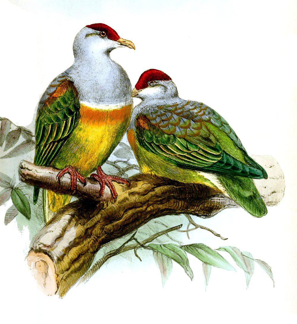 金肩果鸠 / Wallace\'s Fruit Dove / Ptilinopus wallacii