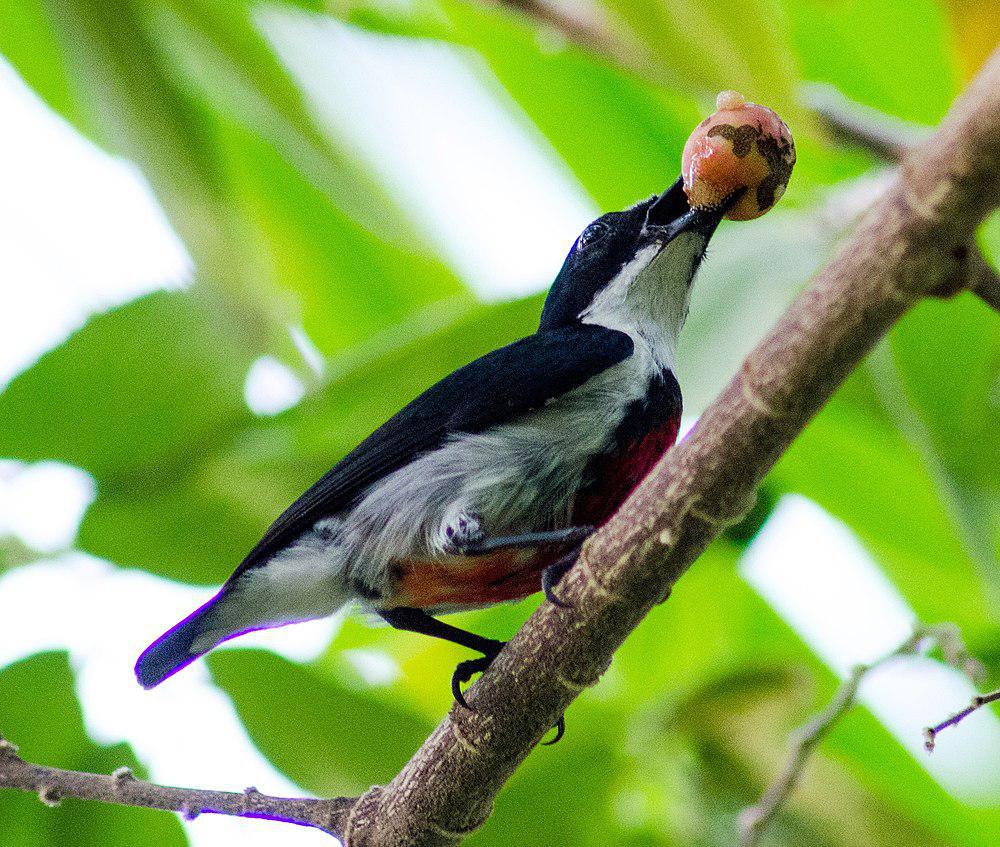 红纵纹琢花鸟 / Black-belted Flowerpecker / Dicaeum haematostictum