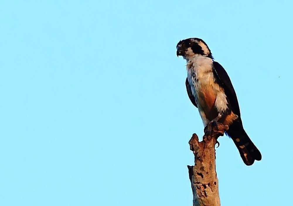 黑腿小隼 / Black-thighed Falconet / Microhierax fringillarius