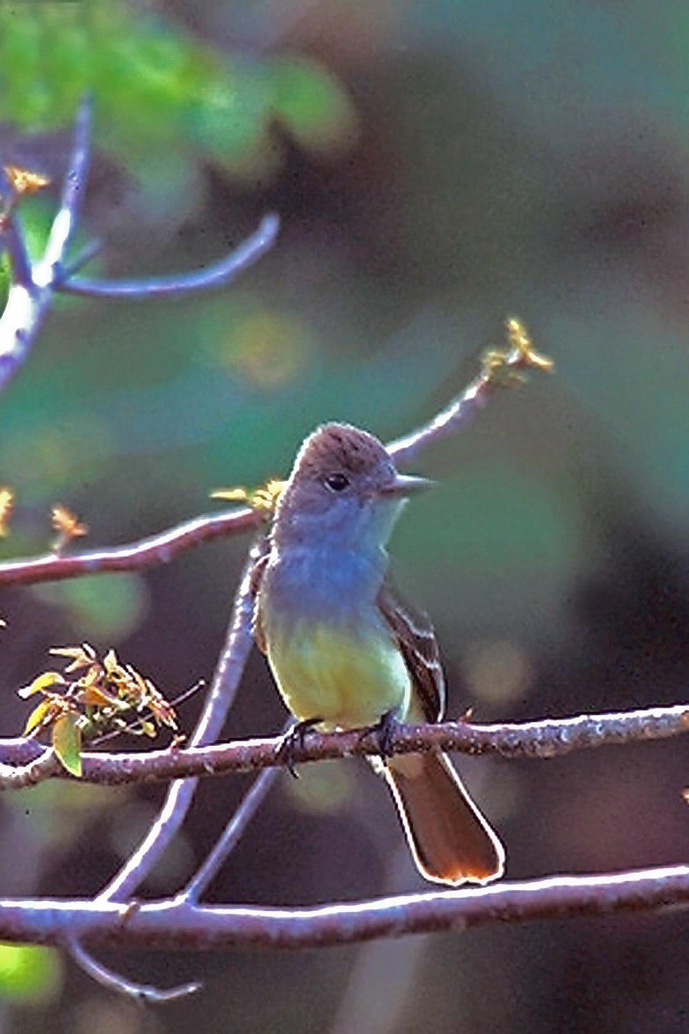 大冠蝇霸鹟 / Great Crested Flycatcher / Myiarchus crinitus