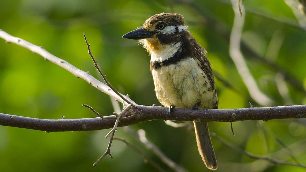 黄喉蓬头䴕 / Russet-throated Puffbird / Hypnelus ruficollis