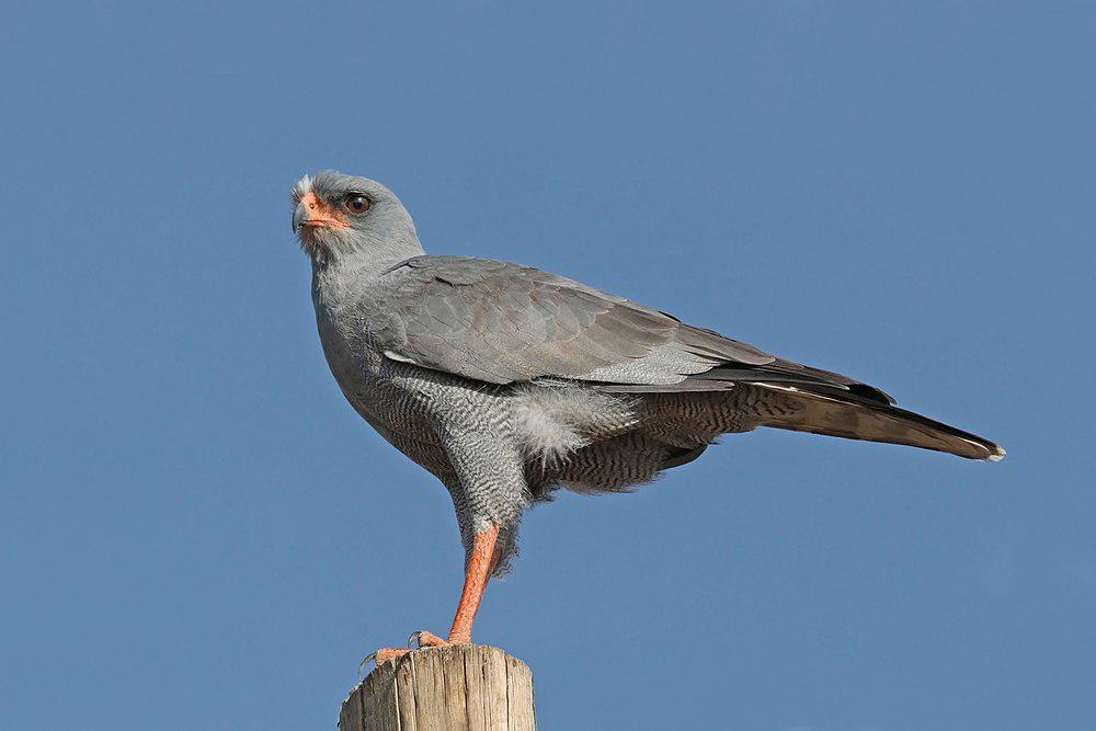 灰歌鹰 / Eastern Chanting Goshawk / Melierax poliopterus