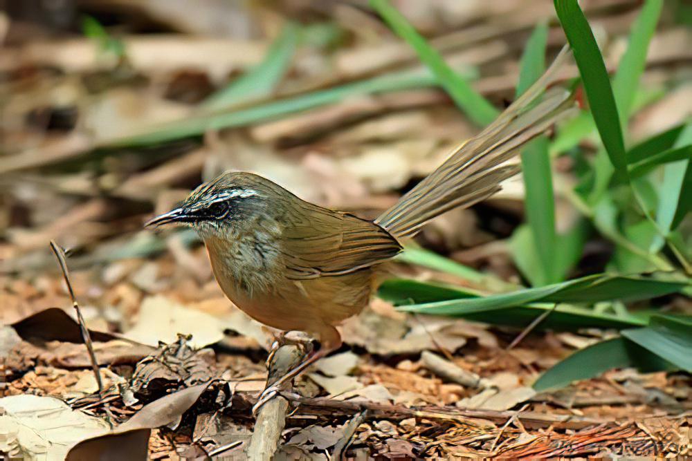 黑喉山鹪莺 / Hill Prinia / Prinia superciliaris