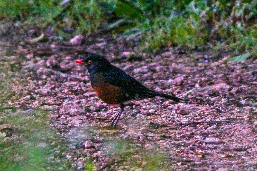 红腹鸫 / La Selle Thrush / Turdus swalesi