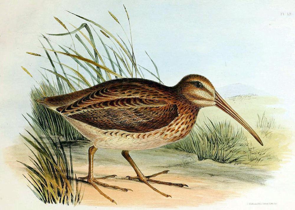 北岛沙锥 / North Island Snipe / Coenocorypha barrierensis