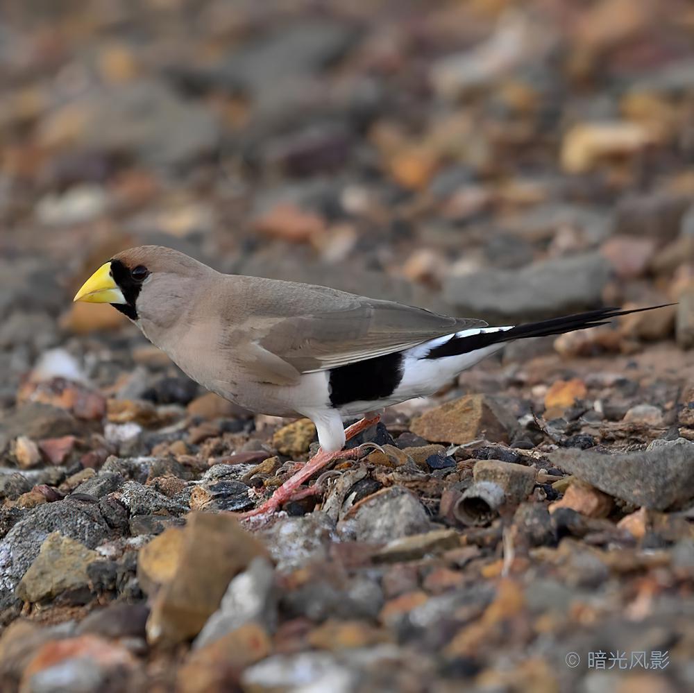 白耳草雀 / Masked Finch / Poephila personata