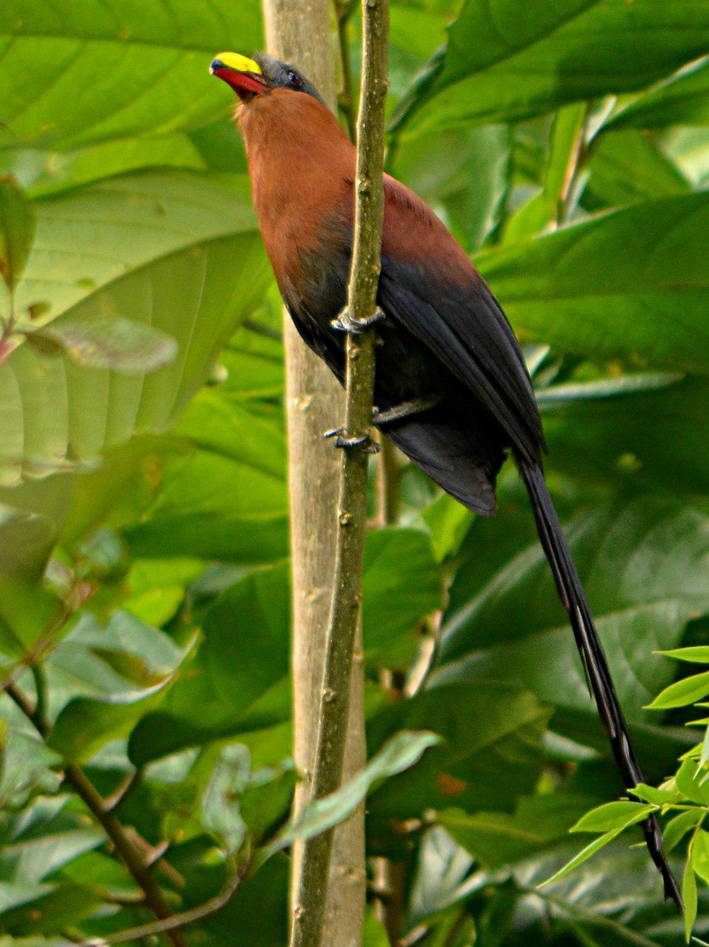 火红嘴地鹃 / Yellow-billed Malkoha / Rhamphococcyx calyorhynchus