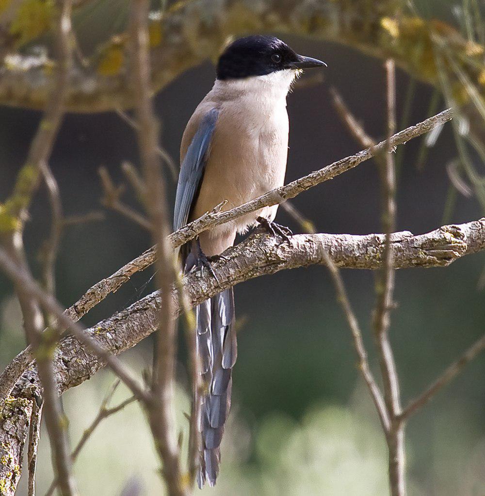 伊比利亚灰喜鹊 / Iberian Magpie / Cyanopica cooki