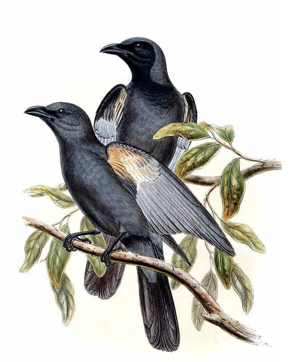 青灰鹃鵙 / Slaty Cuckooshrike / Coracina schistacea