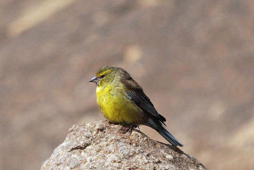 德拉丝雀 / Drakensberg Siskin / Crithagra symonsi