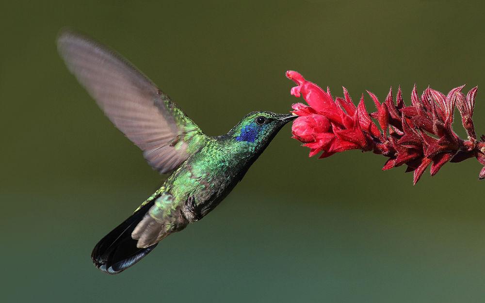 小紫耳蜂鸟 / Lesser Violetear / Colibri cyanotus