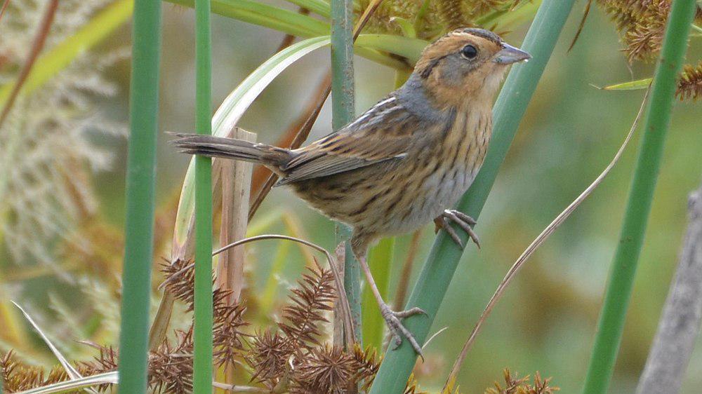 纳氏沙鹀 / Nelson\'s Sparrow / Ammospiza nelsoni