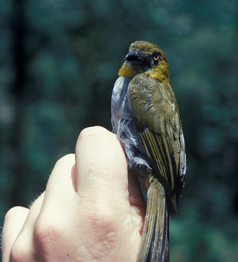 黄喉灌丛唐纳雀 / Yellow-throated Bush Tanager / Chlorospingus flavigularis