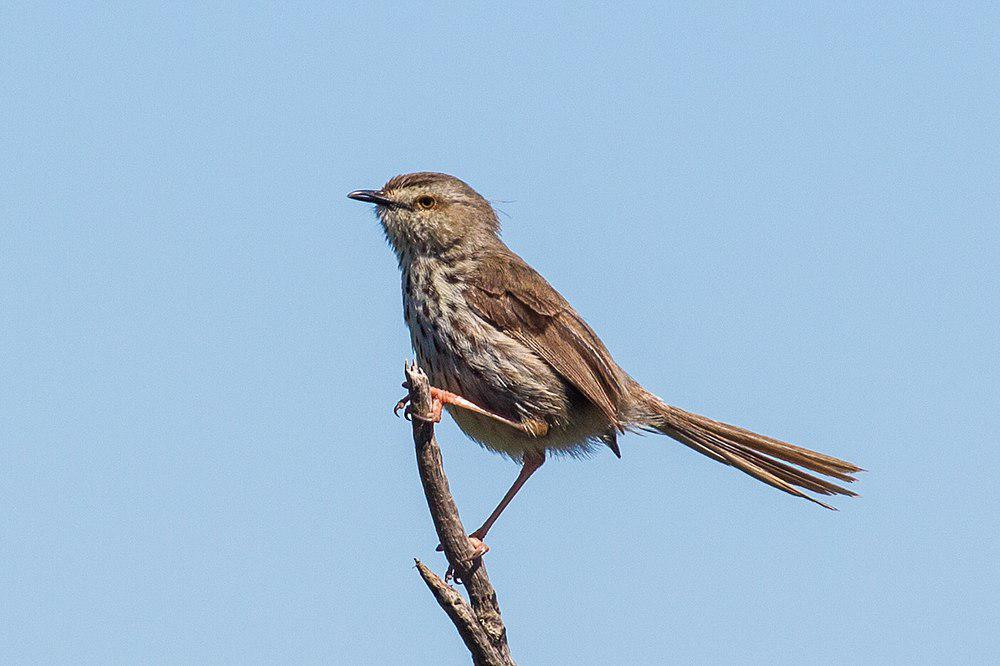 斑山鹪莺 / Karoo Prinia / Prinia maculosa