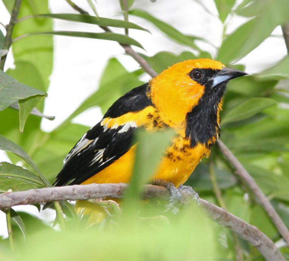 白边拟鹂 / White-edged Oriole / Icterus graceannae