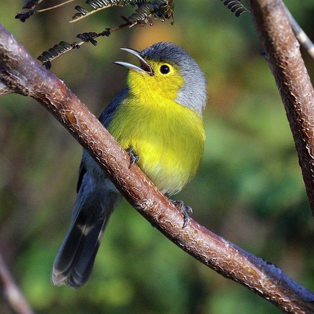 灰森莺 / Oriente Warbler / Teretistris fornsi