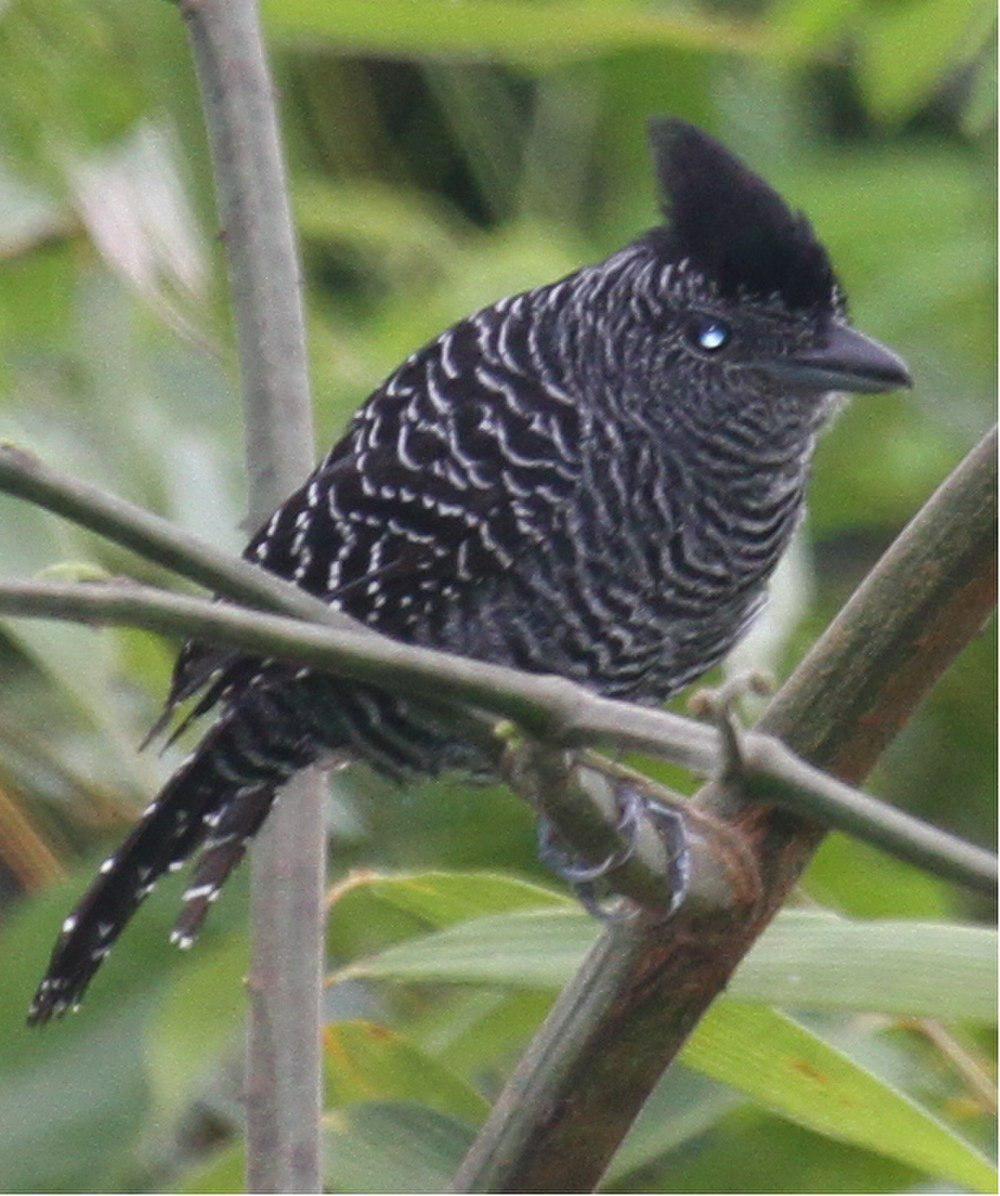 竹蚁鵙 / Bamboo Antshrike / Cymbilaimus sanctaemariae