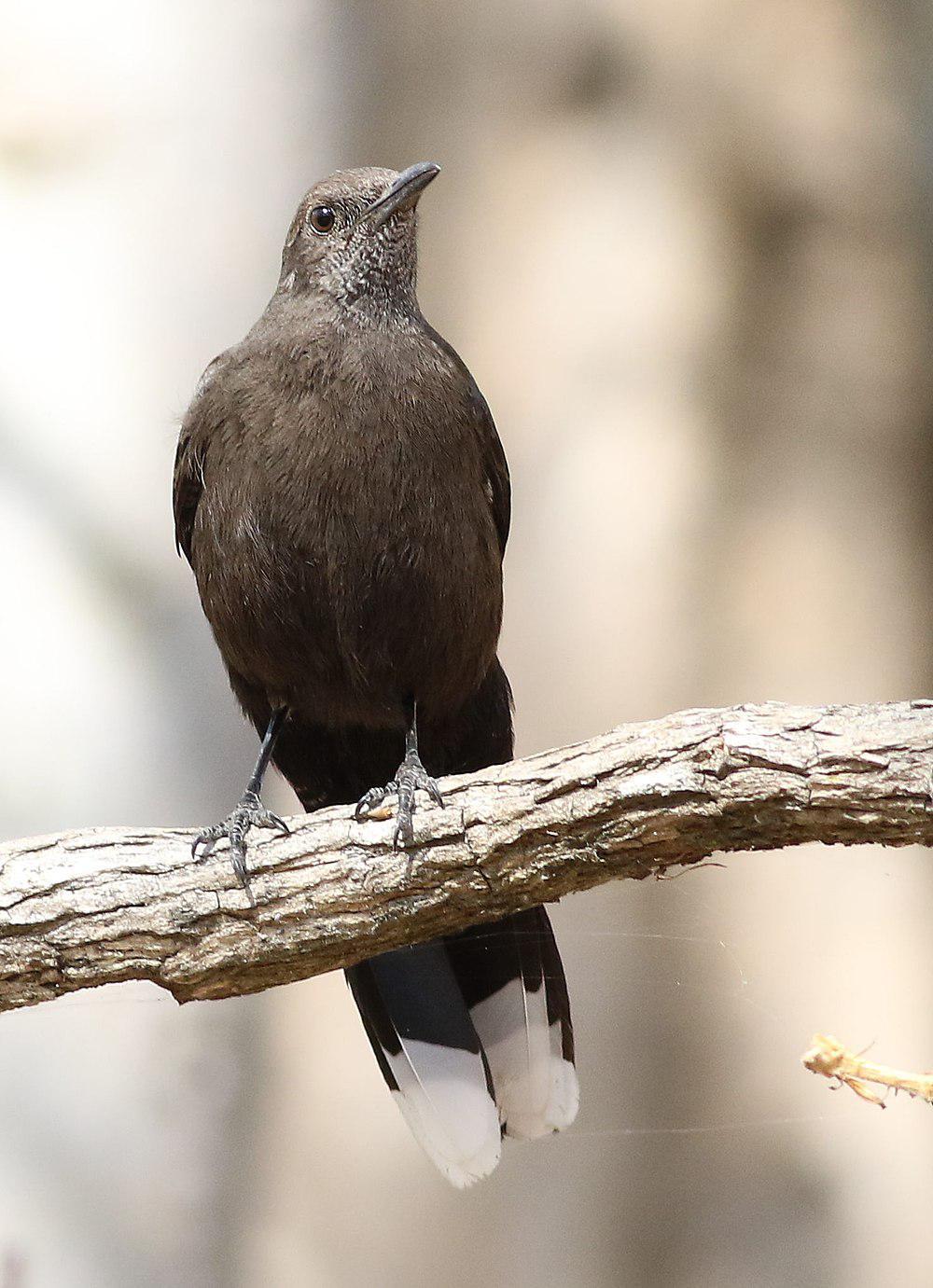 暗色䳭 / Boulder Chat / Pinarornis plumosus