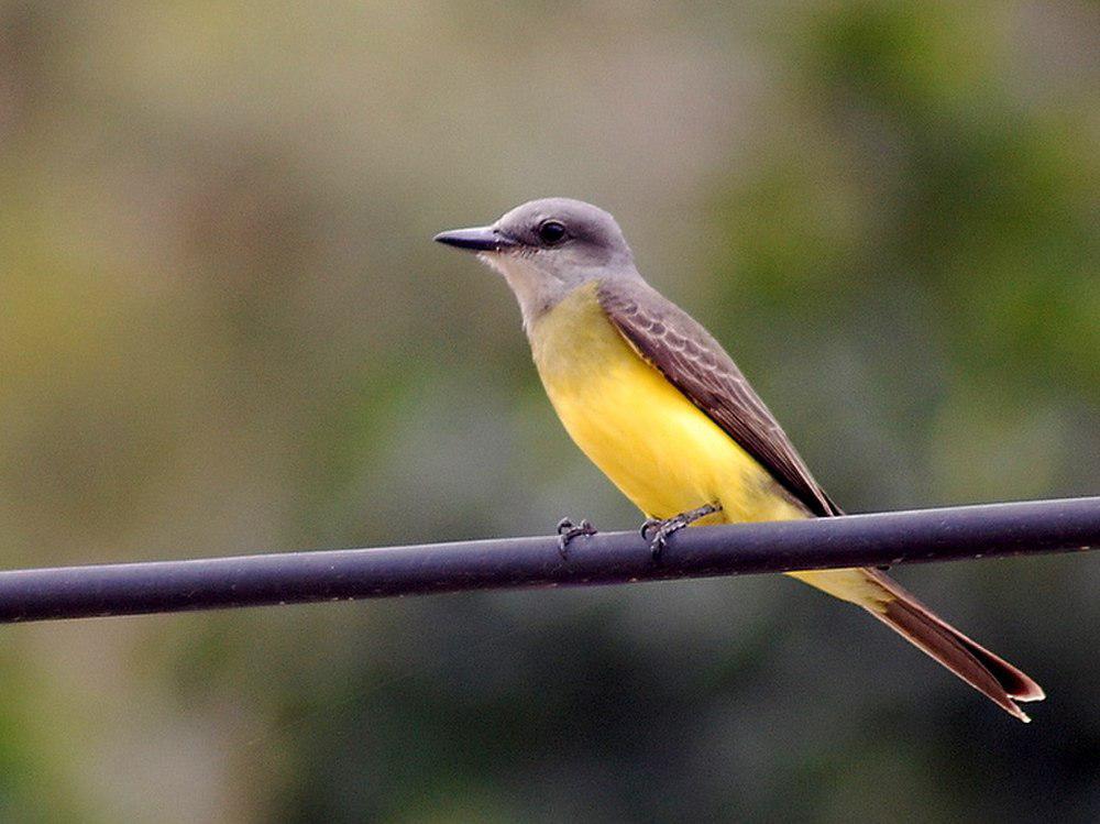 白喉王霸鹟 / White-throated Kingbird / Tyrannus albogularis