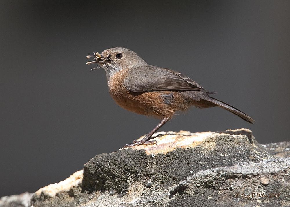 岩刺莺 / Rockwarbler / Origma solitaria