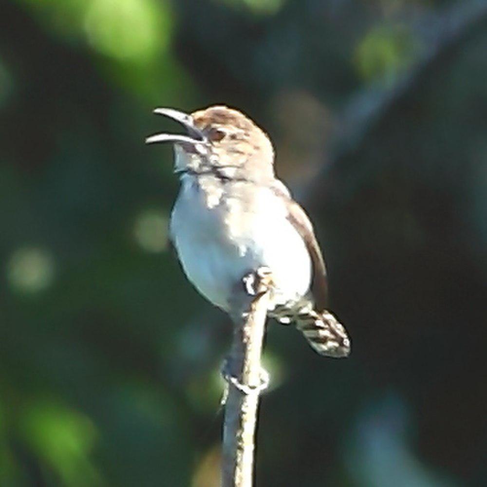 锯嘴鹪鹩 / Tooth-billed Wren / Odontorchilus cinereus