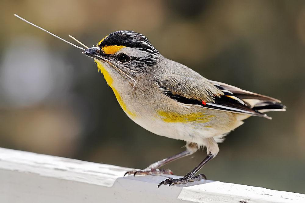 纹翅食蜜鸟 / Striated Pardalote / Pardalotus striatus