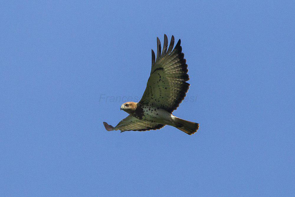 非洲赤尾鵟 / Red-necked Buzzard / Buteo auguralis