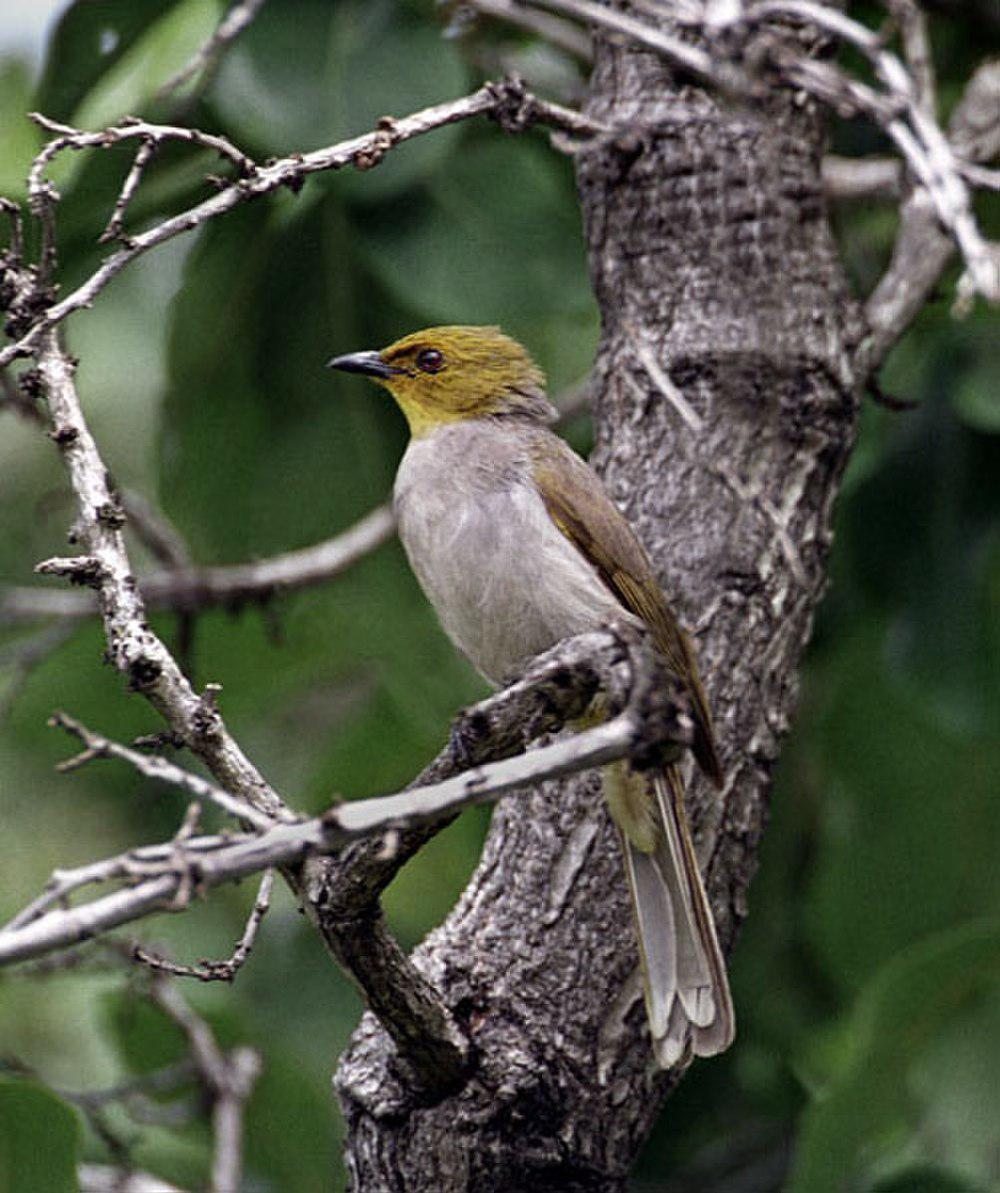 黄喉鹎 / Yellow-throated Bulbul / Pycnonotus xantholaemus