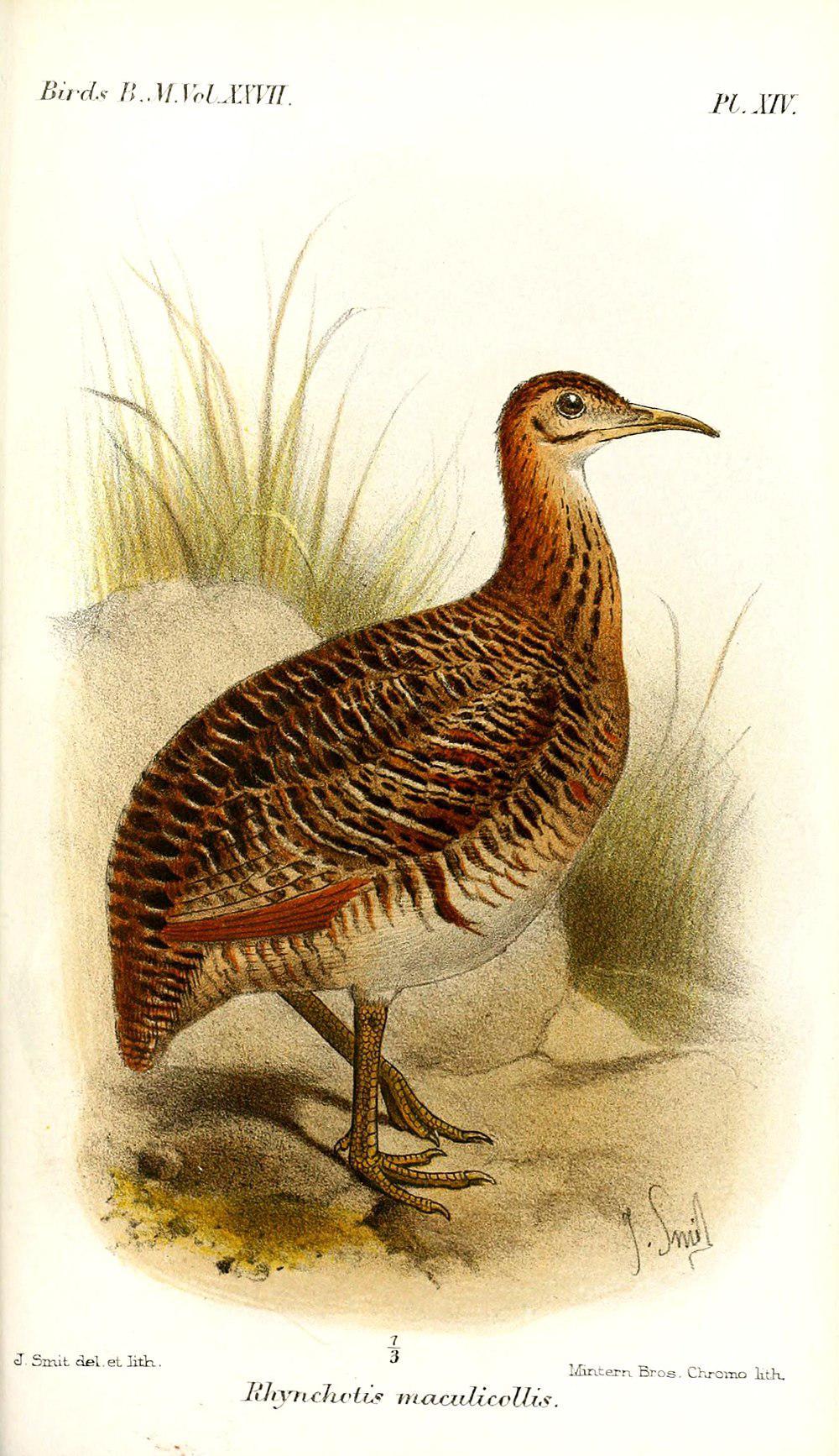 秘鲁红翅䳍 / Huayco Tinamou / Rhynchotus maculicollis