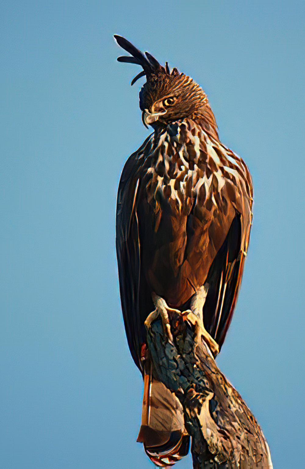 凤头鹰雕 / Changeable Hawk-Eagle / Nisaetus cirrhatus