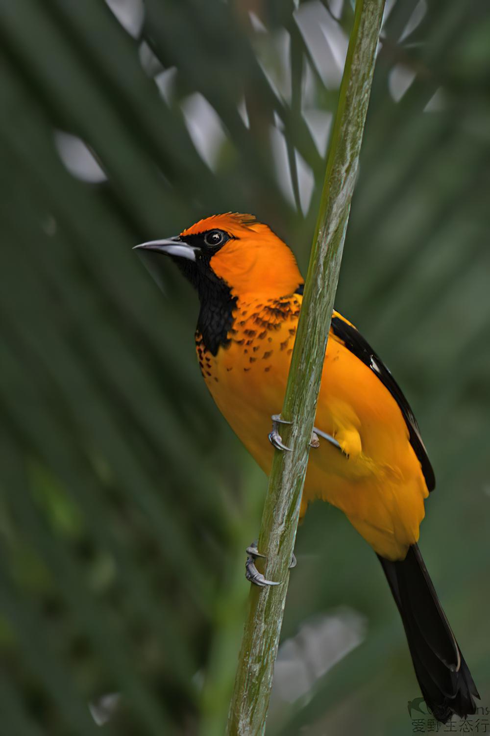 斑胸拟鹂 / Spot-breasted Oriole / Icterus pectoralis