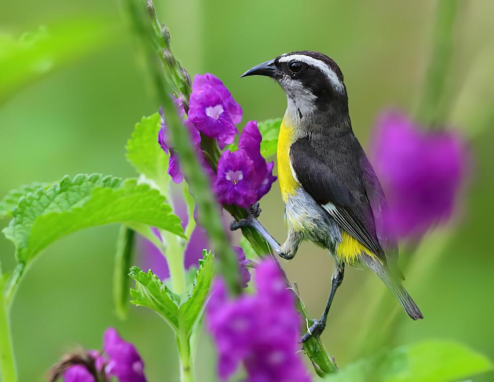 曲嘴森莺 / Bananaquit / Coereba flaveola