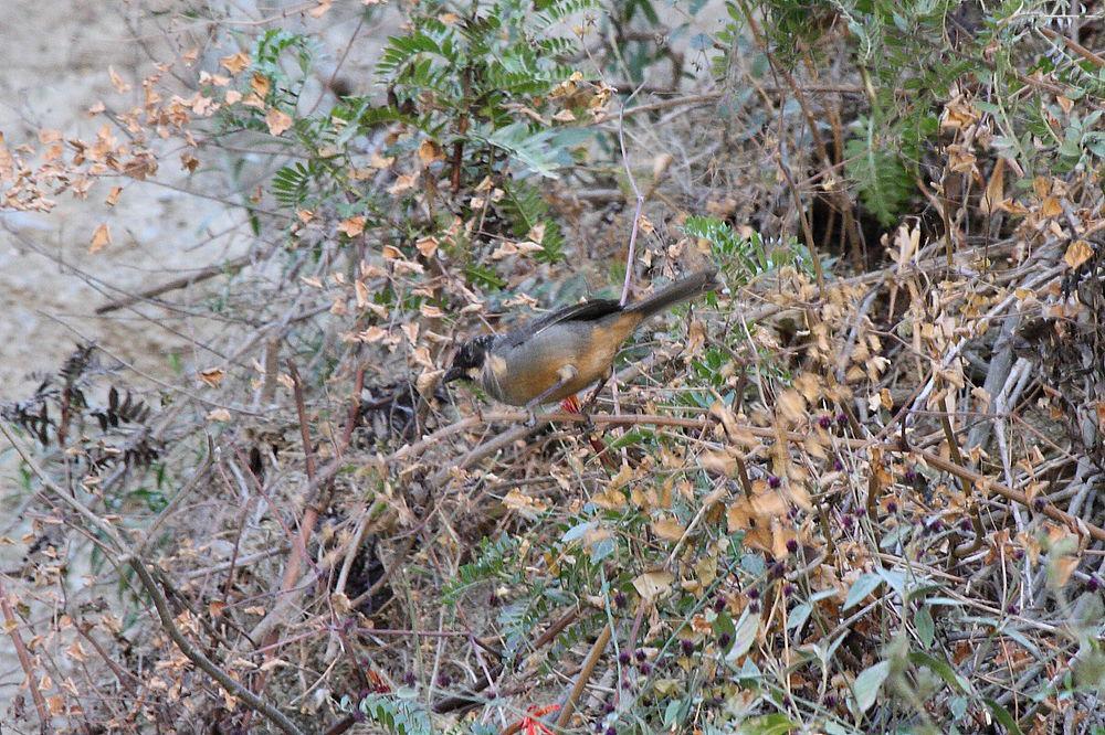 锈腹薮雀 / Rusty-bellied Brushfinch / Atlapetes nationi